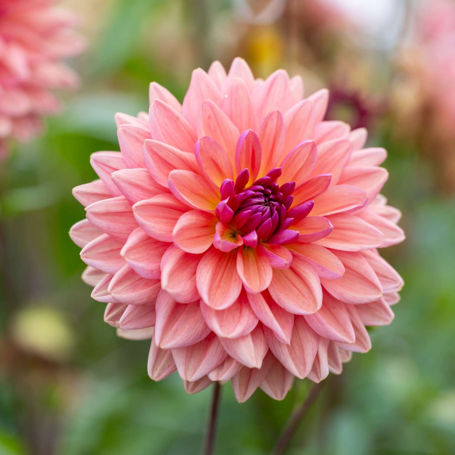 Dahlie 'Dutch Pearl'